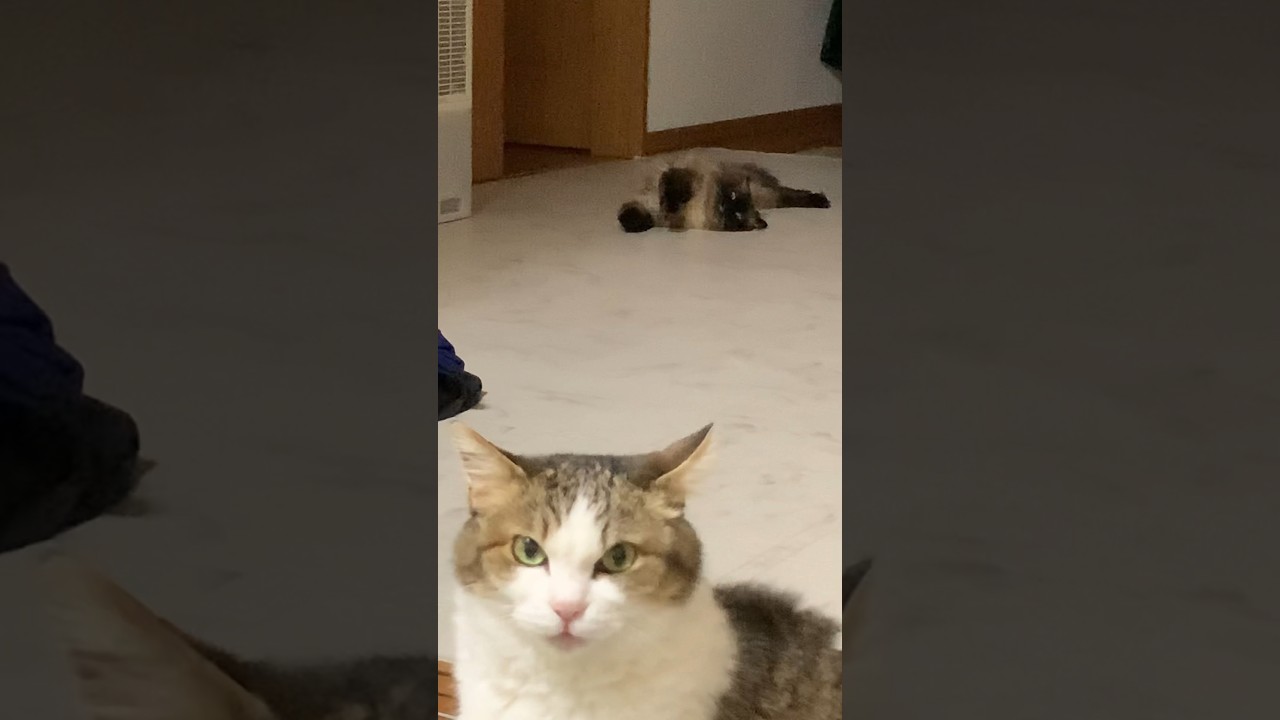 いつもの風景 #猫 #保護猫 #ヒマラヤン #猫のいる暮らし #shorts