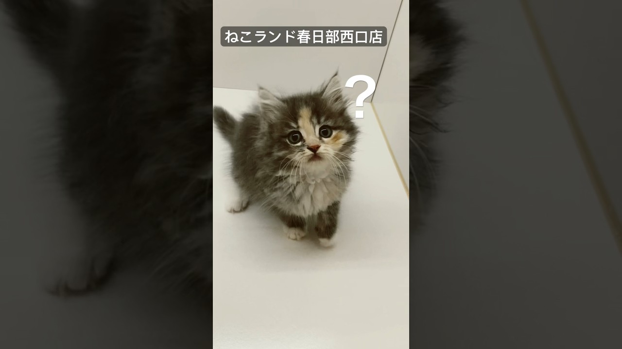 【子猫販売】#サイベリアン #子猫 #猫アレルギー #ねこランド