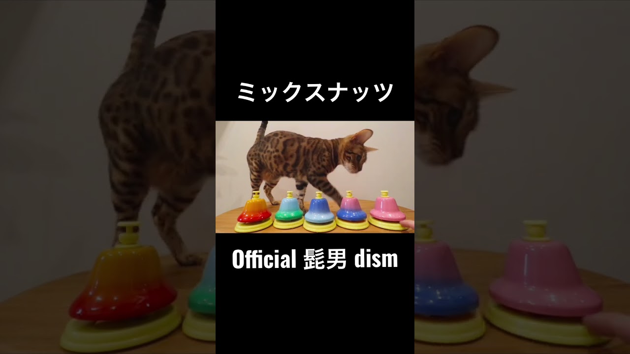 猫様は賢い！！#short #ベンガル猫 #ミックスナッツ #official髭男dism #スパイファミリー