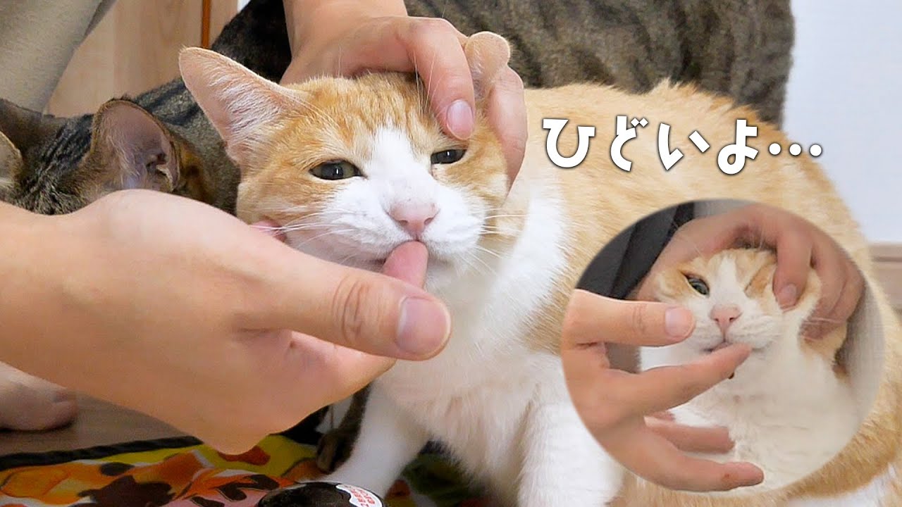 口の中に無理やり指を突っ込まれてしまった猫の顔が悲しみで溢れていました。【投薬】
