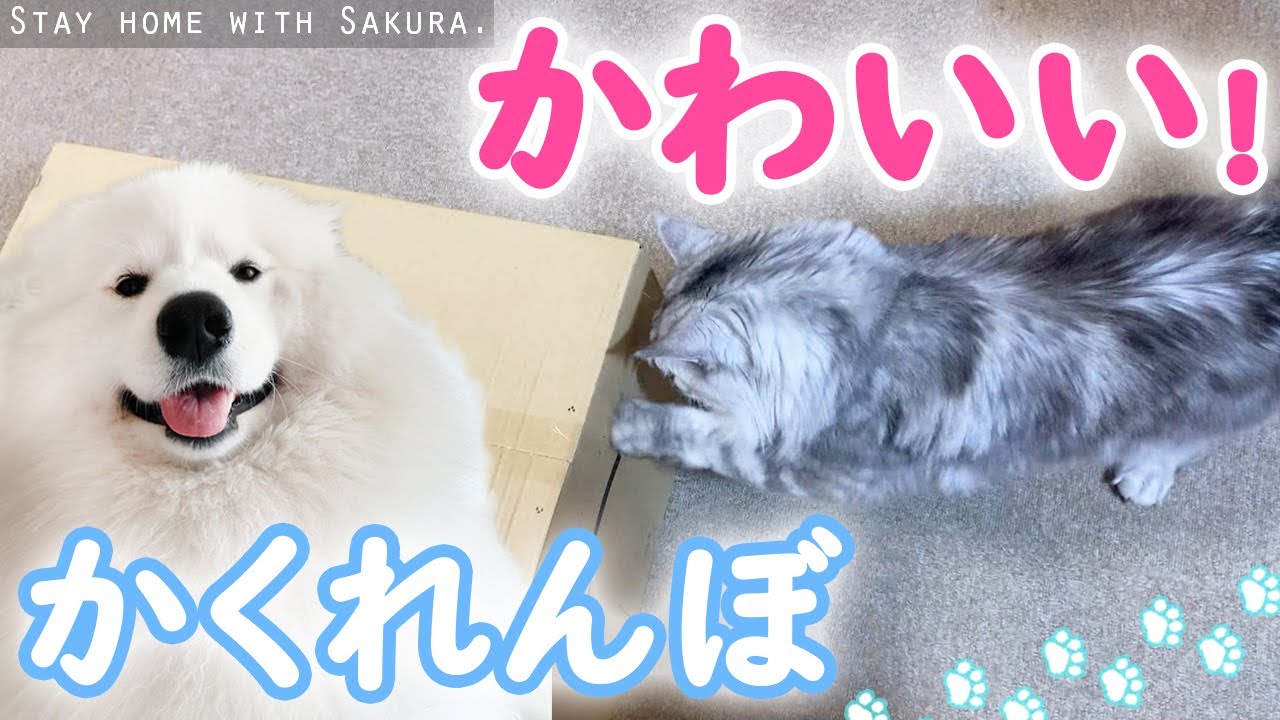 かくれんぼするメインクーンの双子がかわいい
