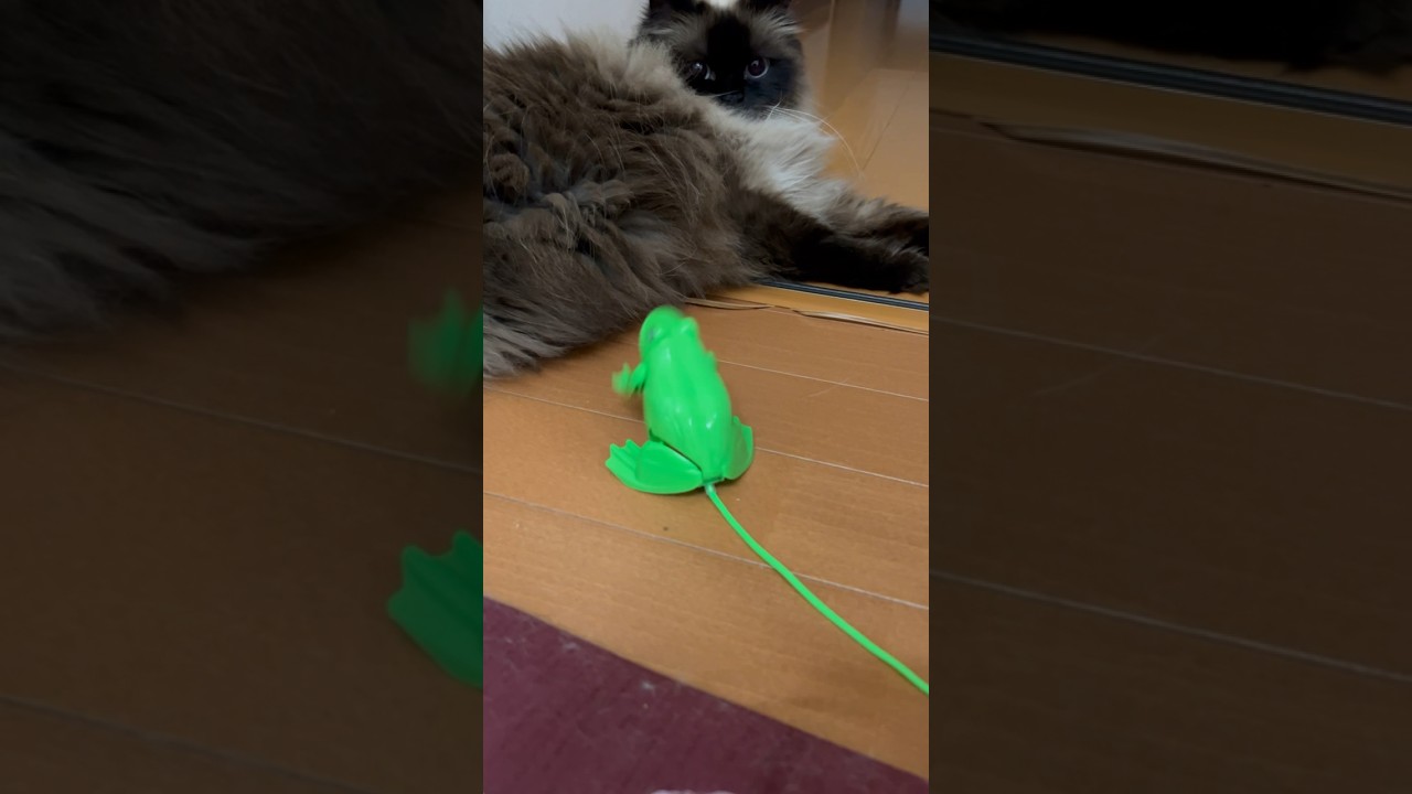 新しいおもちゃ不評#猫 #cat #ラグドール #ヒマラヤン　#shorts