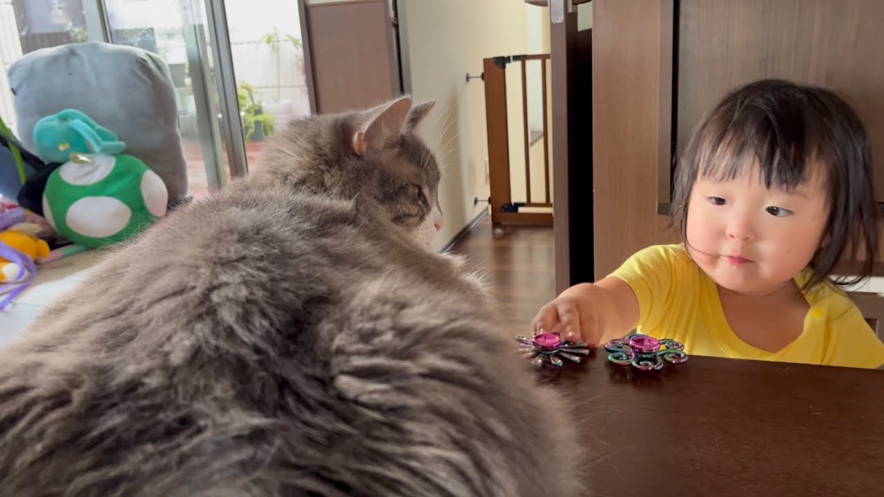 二歳児が置くハンドスピナーと対峙する猫　ノルウェージャンフォレストキャット　A cat confronting a hand spinner