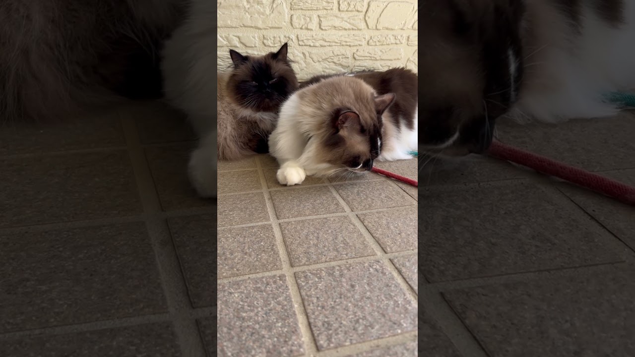 仲良く外時間#猫 #cat #ラグドール #ヒマラヤン　#shorts