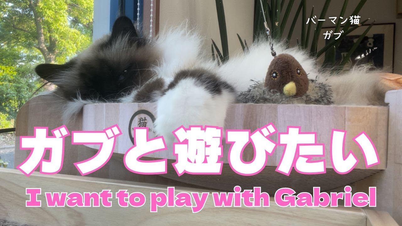 バーマン猫ガブ【ガブと遊びたい】I want to play with Gabriel（バーマン猫）Birman/Cat