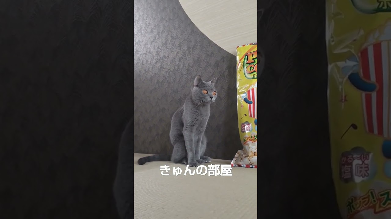 今日の友達#ブリティッシュショートヘア#猫#shorts