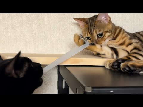 【ベンガル猫】 姉猫が持ってる輪っかをどうしても取りたい弟猫ぽんず【黒猫】