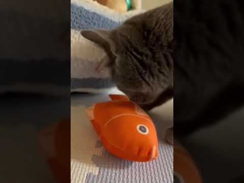 【猫ロシアンブルー】そらちゃん・・食い意地の張っている猫💦#shorts