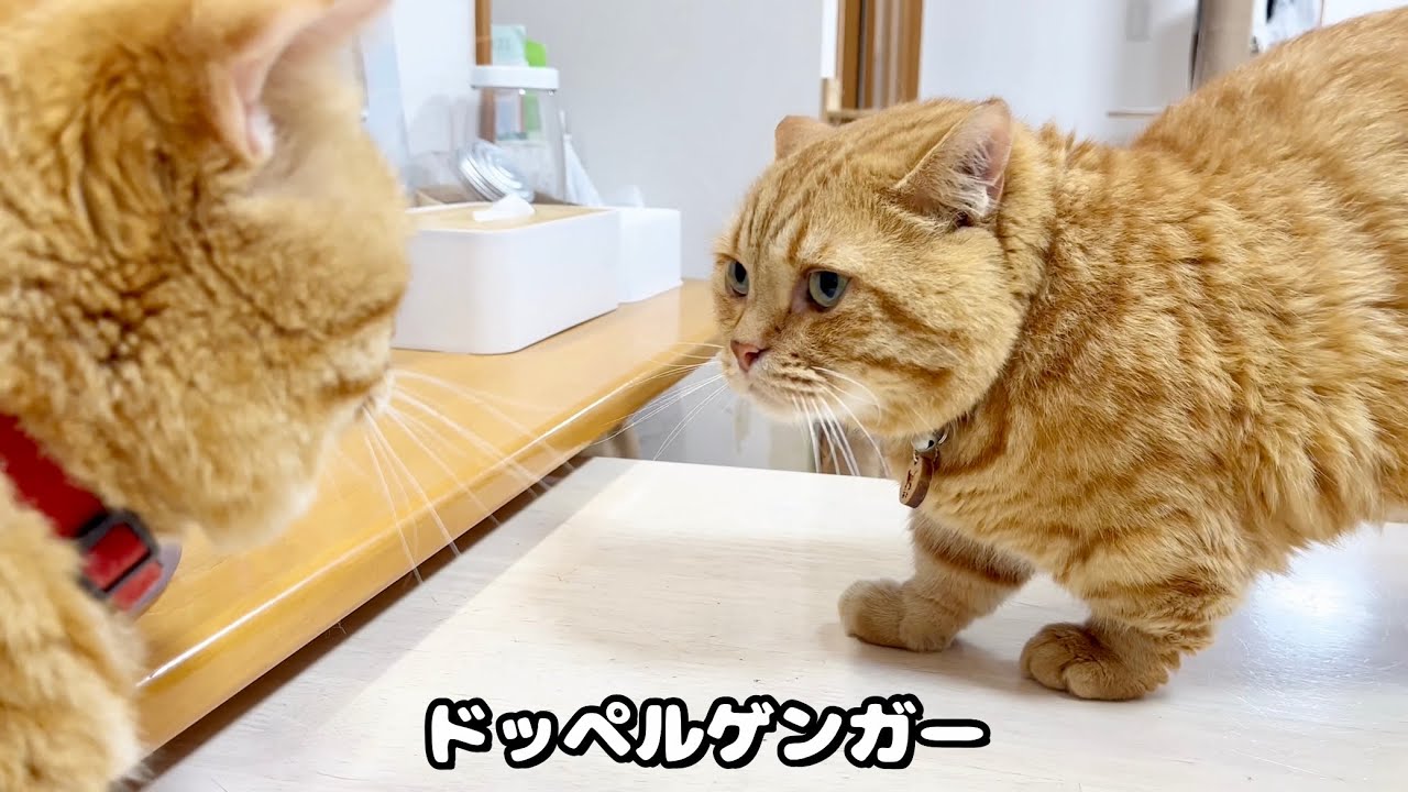 茶畑にゃん三郎の憂鬱 #猫 #マンチカン