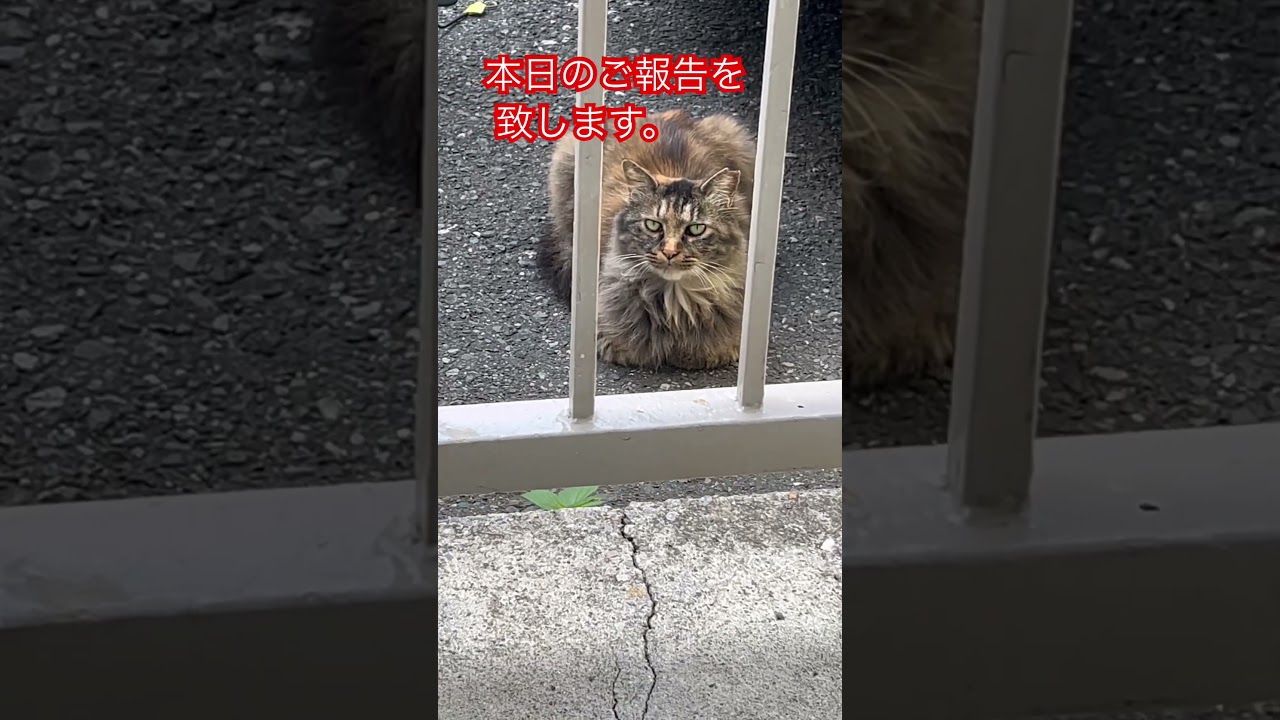 暇つぶしに来る猫😸#short#shorts#japan#cat#cats#日本猫#ねこ#猫のいる暮らし#猫#猫動画#japan#癒し#かわいい#動物#猫好き