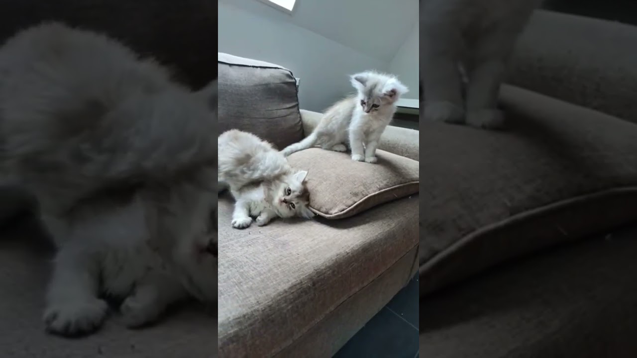 #cat #kitten #catlover #pets #cute #ragdollbeauty #ragdoll #catbreed #ragdollcatadventures