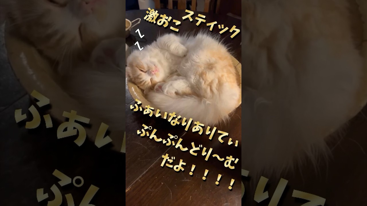 【キンカロー】激おこ居眠り毛玉【マンチカール】