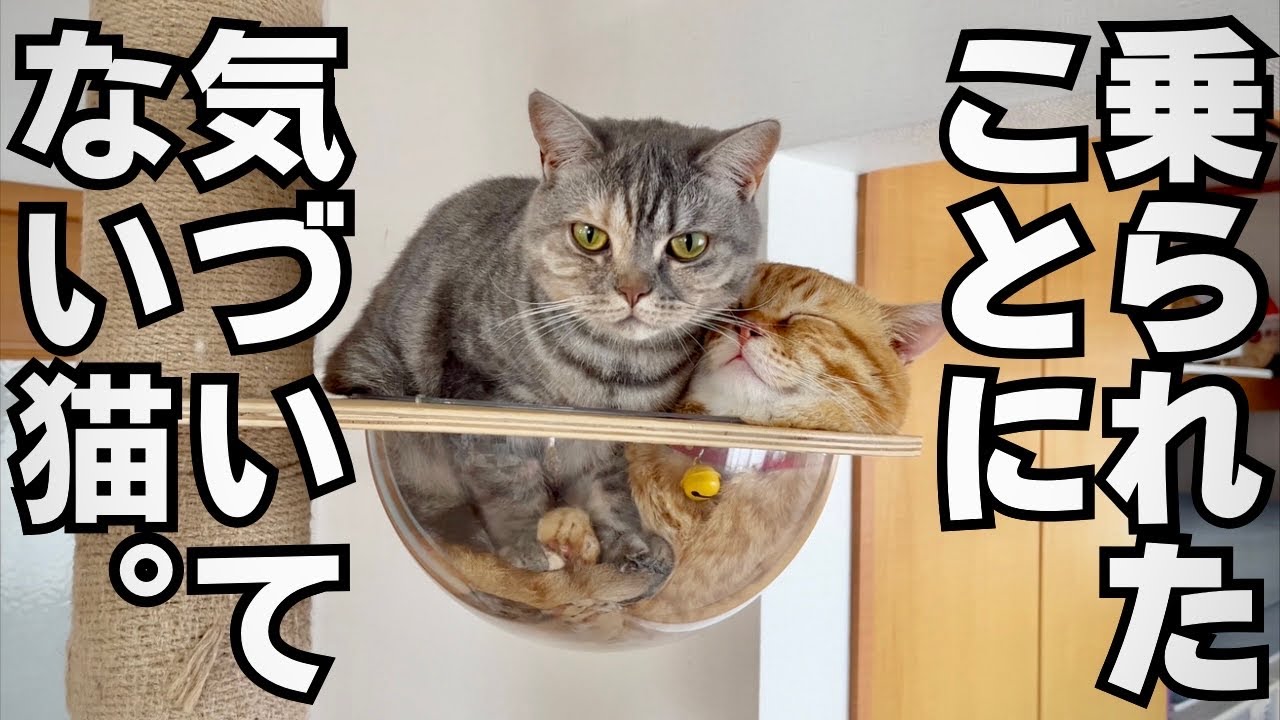 【奇跡】爆睡中に妹に乗っかられたことに全く気づかずそのまま爆睡してる猫。 #マンチカン