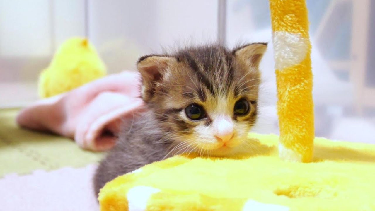 子猫はこのおもちゃの遊び方が分からなくて困惑中です【赤ちゃん猫　保護猫】
