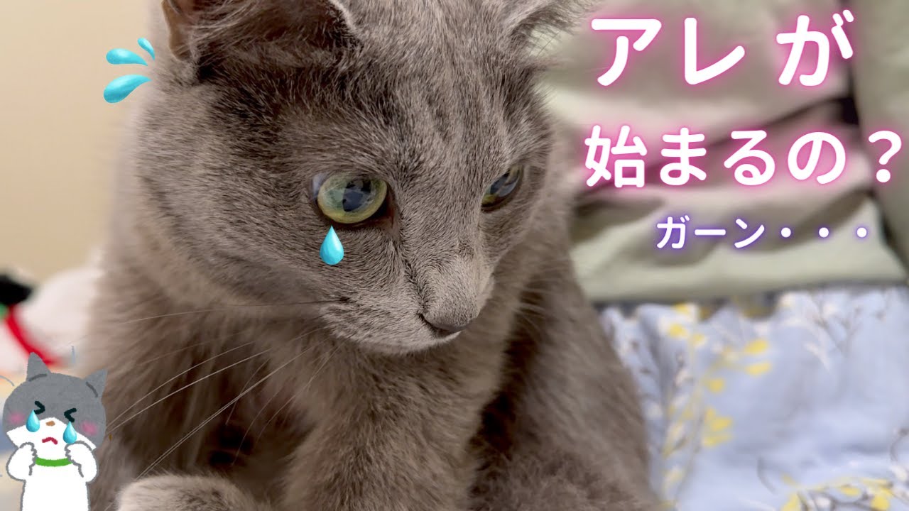 【猫ロシアンブルー】毎年恒例のアレでそらちゃんが驚いて飛び上がった‼️