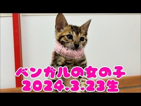 ペットプラザ広島祇園店　ベンガル　2403480
