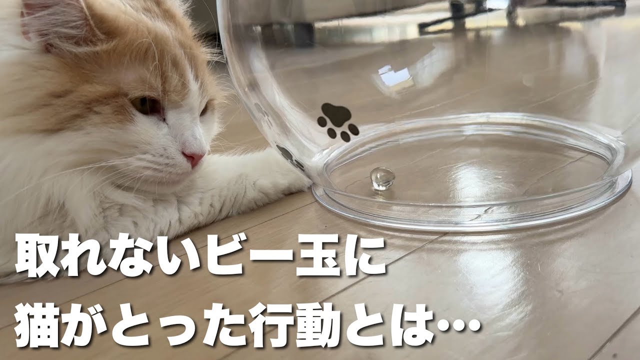 なんとしてもビー玉を取りたい猫の動きがおもしろすぎました