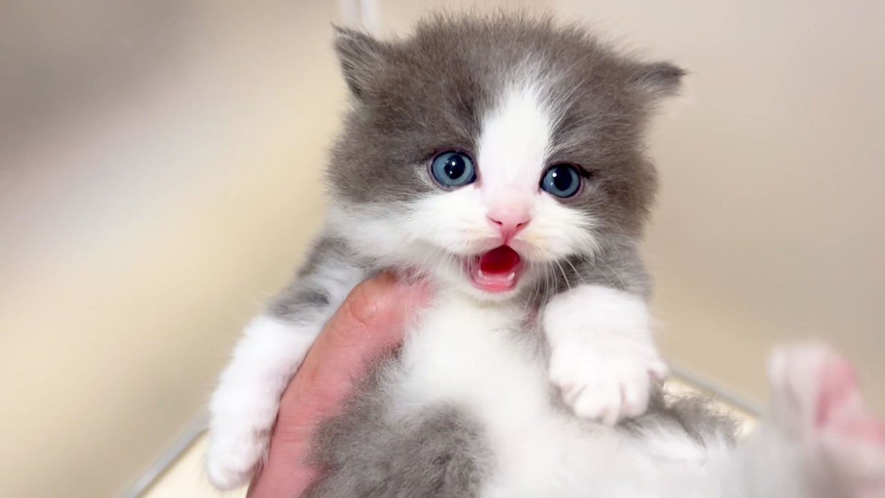 【マンチカンの子猫】子猫ちゃん達のお顔をアップで撮ってみた件 ～猫のいる生活Vol.977～出産動画 マンチカン短足・ミヌエット・ペルシャ猫専門ブリーダー『ペット蔵人』【子猫の成長記録】