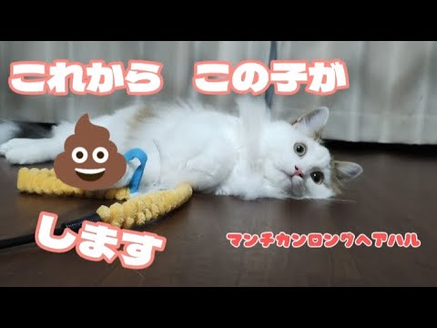 💩する猫マンチカンロングヘアハル7ヶ月