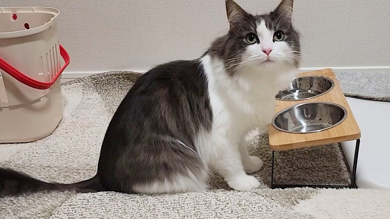 美猫ノルウェージャンが飼い主を見つめる時