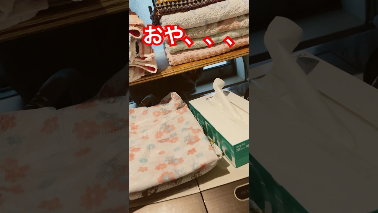 【シンガプーラ】せまいところが好きすぎる兄者  #猫のいるくらし