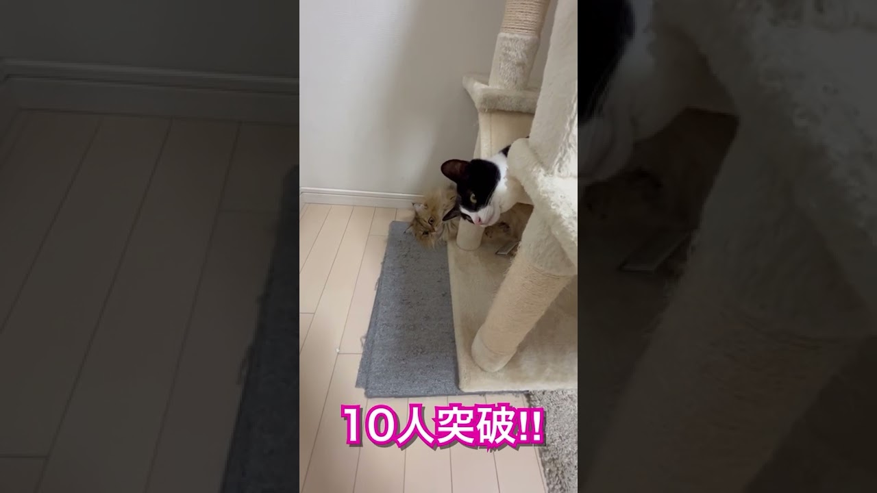 【チャンネル登録者数更新】かわいいペルシャ猫＆ハチワレ猫