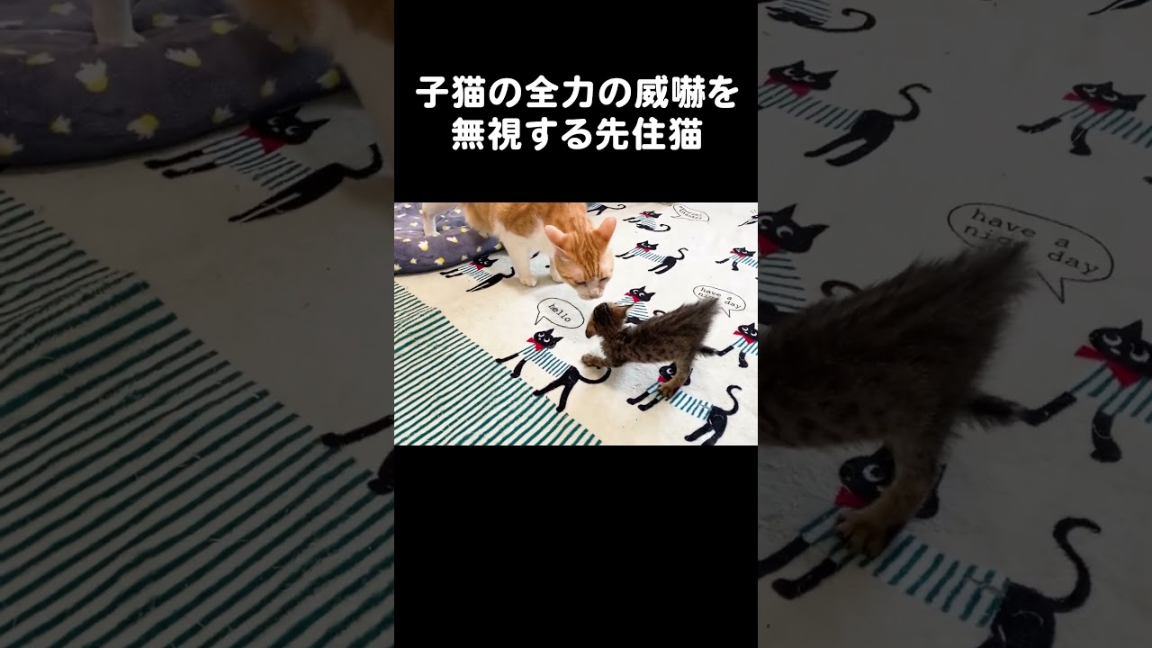 子猫の全力の威嚇を無視する先住猫　#保護猫 #子猫