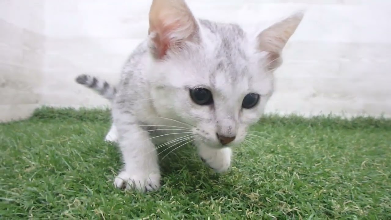 Coo&RIKU　No00680137 エジプシャンマウ