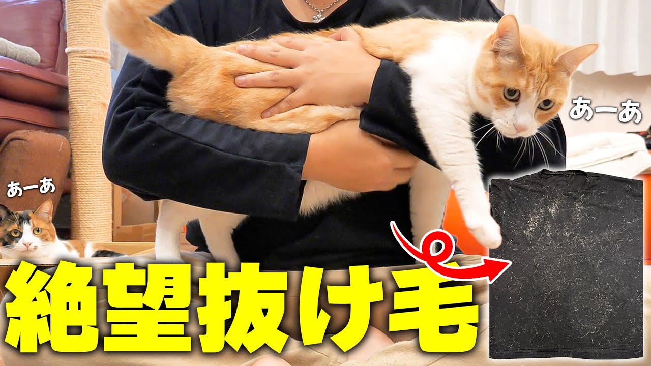 猫を飼うときに絶対に”黒い服”を着てはいけない理由。【猫を抱きしめたい全人類必見】
