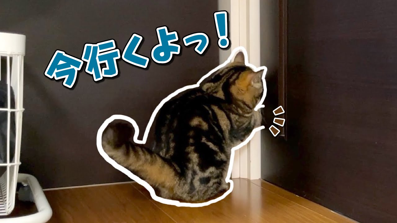 自力でドアを開けてママに甘えに行く猫が可愛すぎた…！