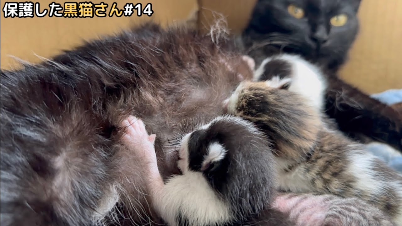 【生後2日目】ほっこり❤️…しかしその裏には子猫達の壮絶な戦いが！