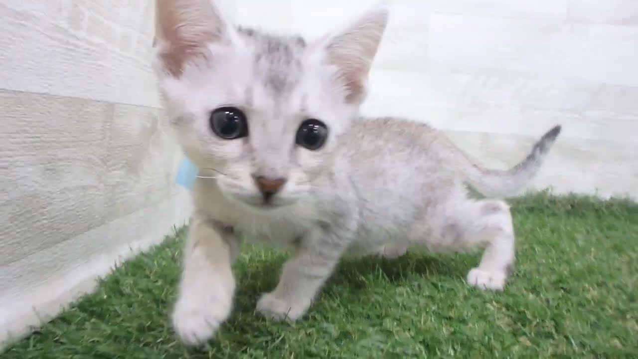 Coo&RIKU　No00680138 エジプシャンマウ