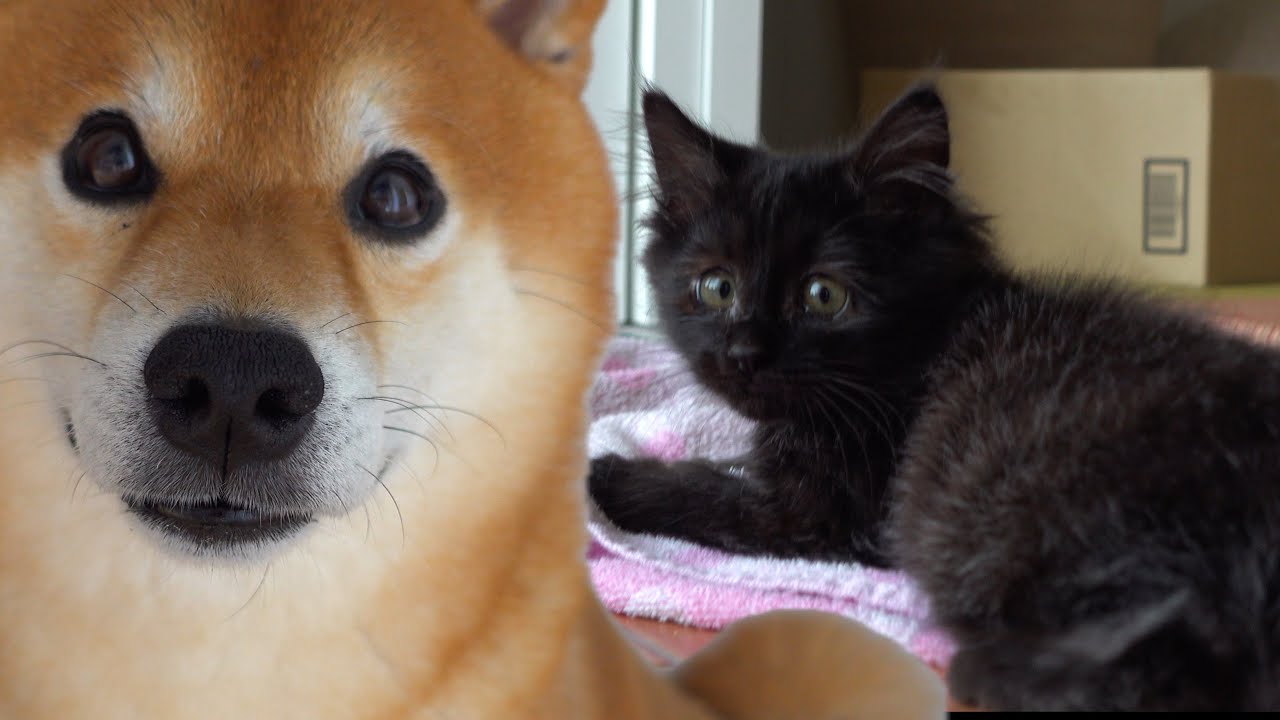 子猫を柴犬と先住猫が親代わりに育てたらこうなった。