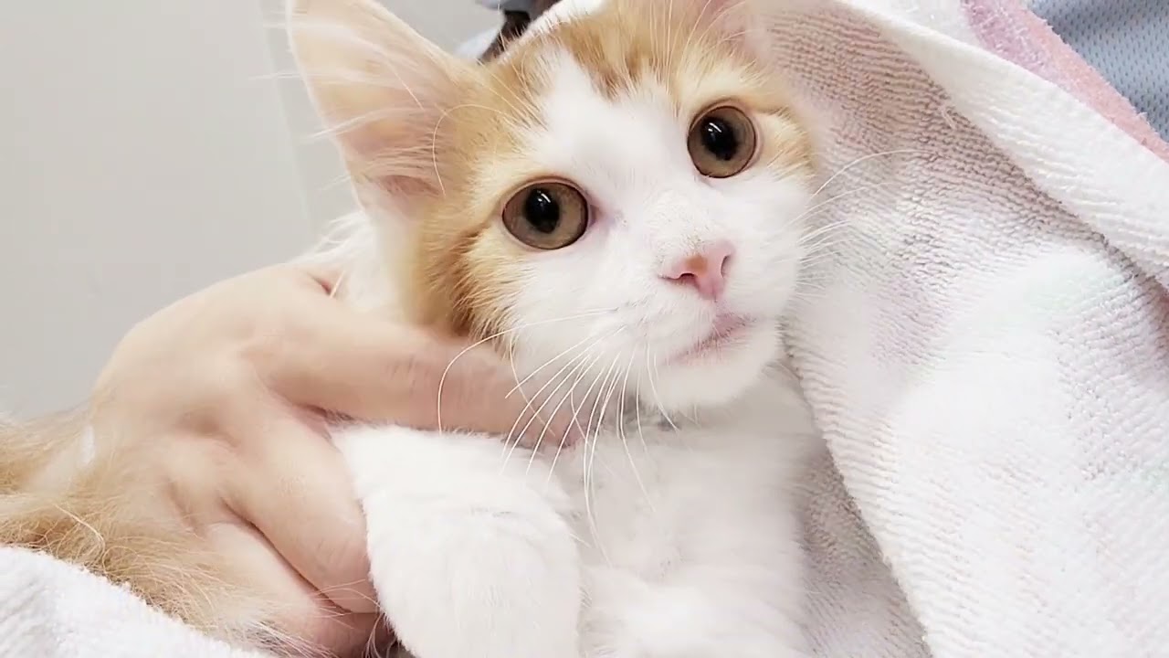 【ノルウェージャンフォレストキャット】ナデナデ大好き