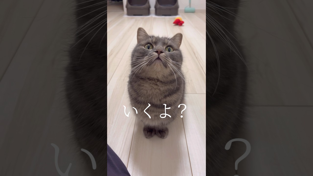 【驚愕】猫と飼い主が分かり合えるとこうなります #shorts #猫 #マンチカン