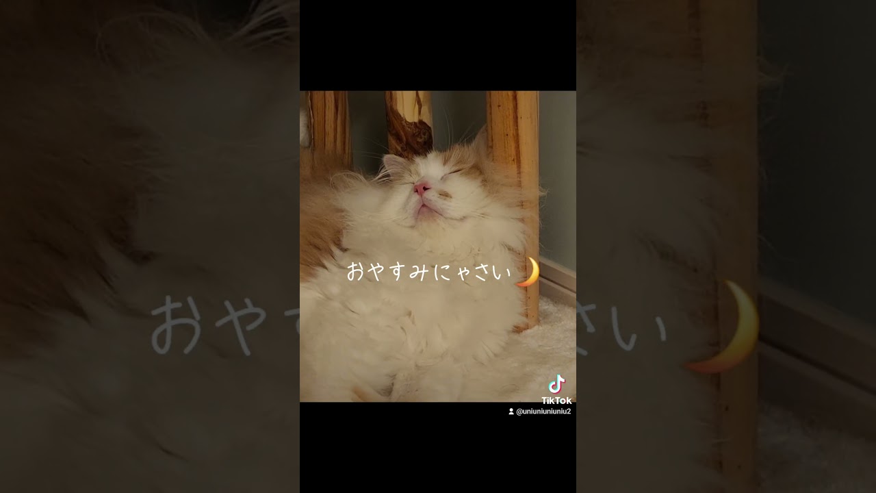 ねむねむにゃん(  ¯꒳​¯ )ᐝ  #ラガマフィン  #猫のいる暮らし  #猫動画