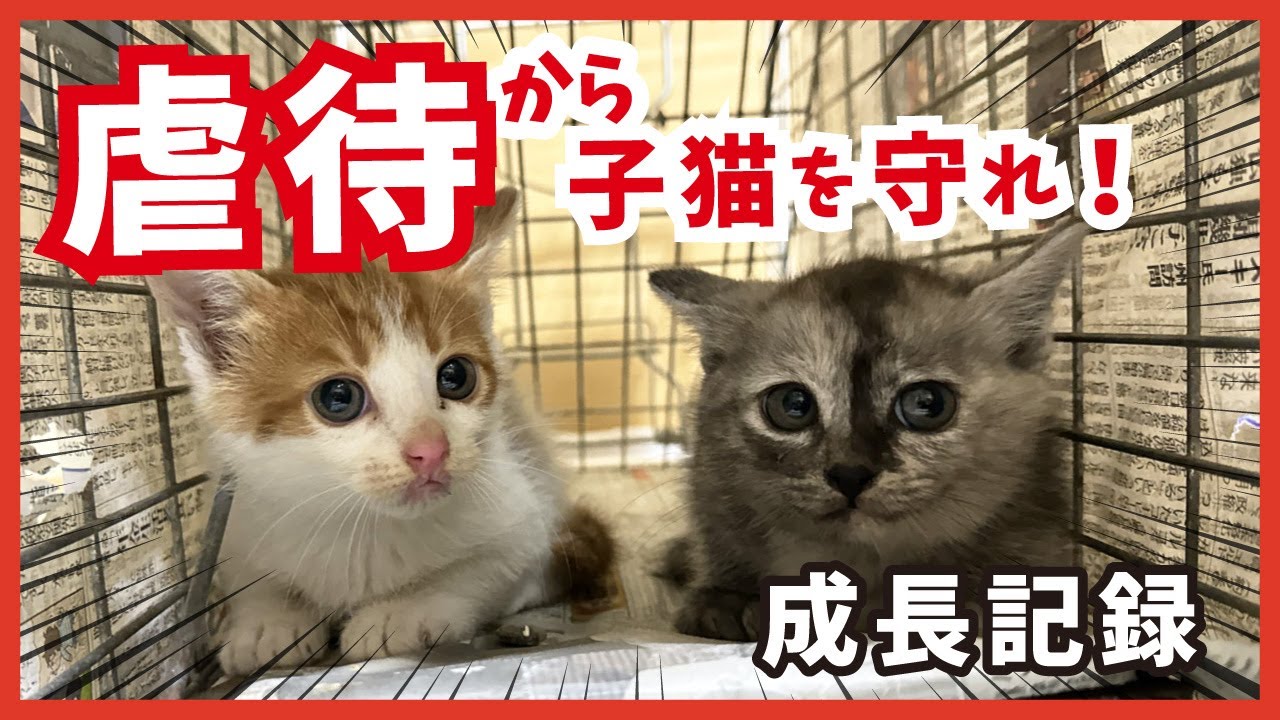 【子猫を危険から保護】保護して数日で大変身！不器用ながら甘える姿に感動。