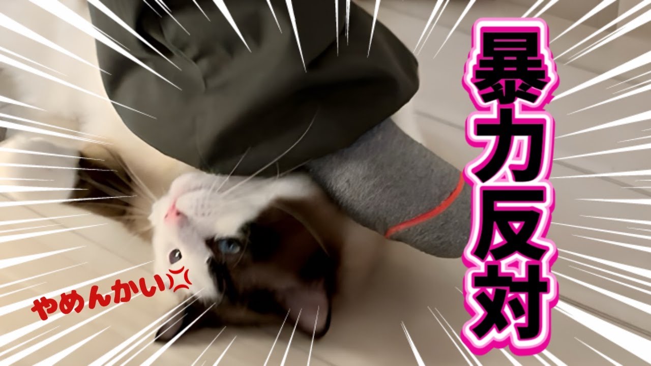 【驚愕】怖いもの知らずの破天荒猫ラグドールに怖いものがありました😈🫧