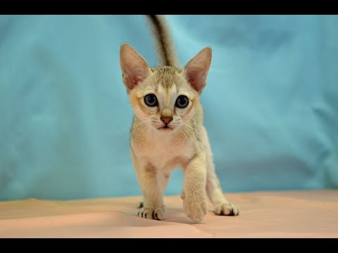 シンガプーラ　No.240604　ペットショップ『ヒラマツケンネル』の子猫