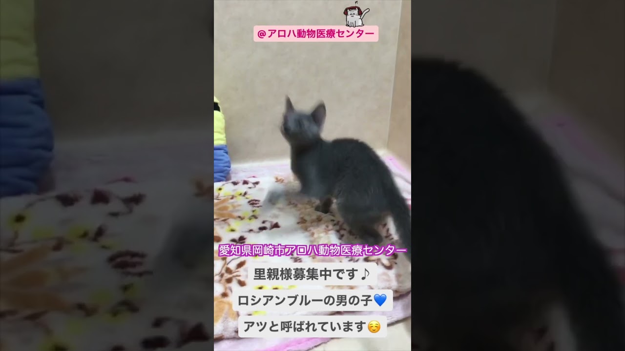 里親募集中　ロシアンブルー　男の子