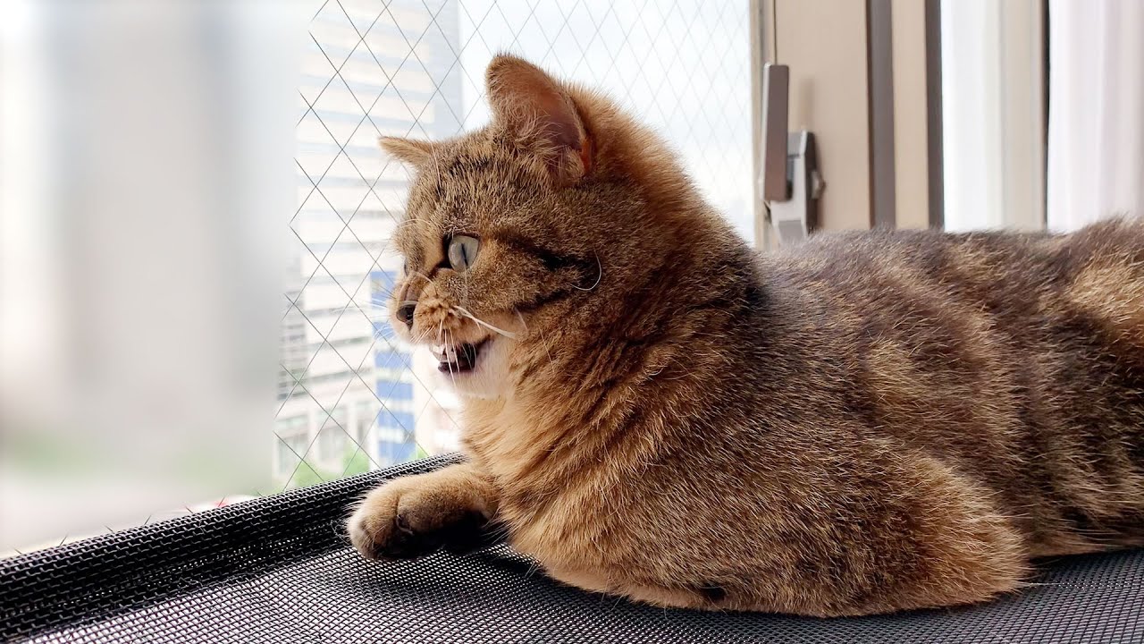久々の来訪者に対してビビリ猫が頑張りました笑 #279【生後346日目 スコティッシュフォールド】