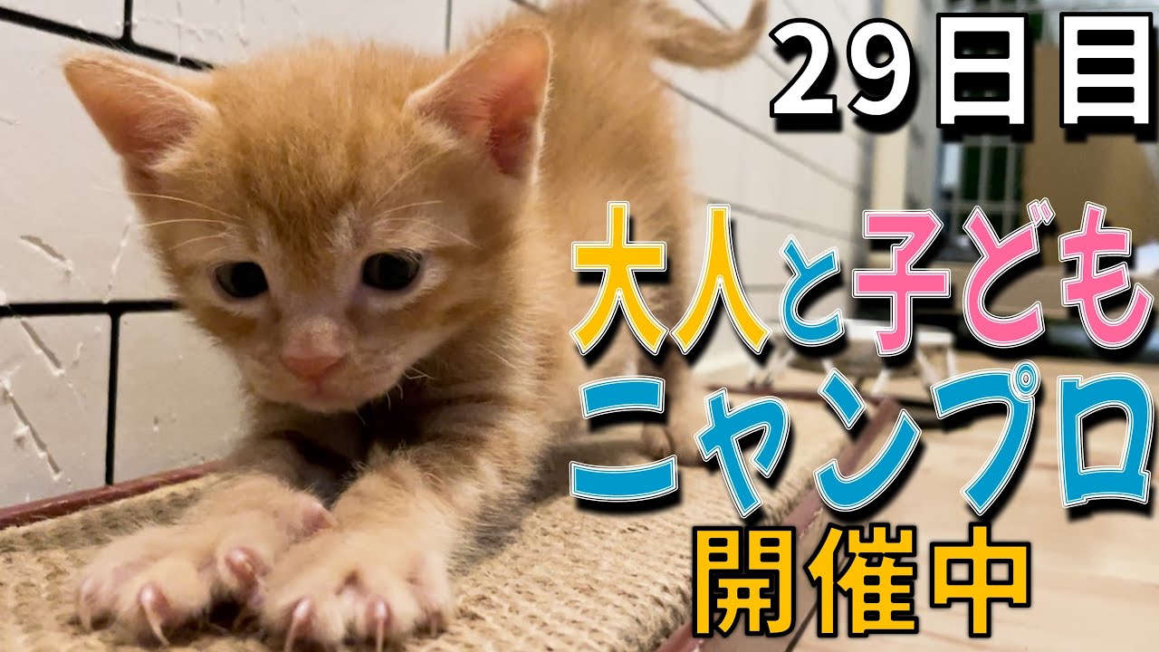 子猫が元気すぎて困るママ＆主…/大人猫・かのみくのニャンコプロレスの迫力がすごい！【29日目】