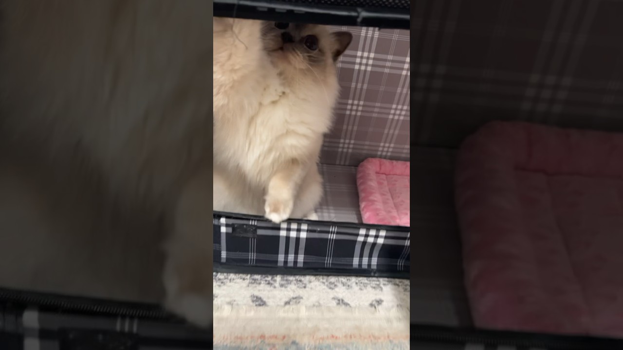 Puddles playing #birmancat #cat #cute