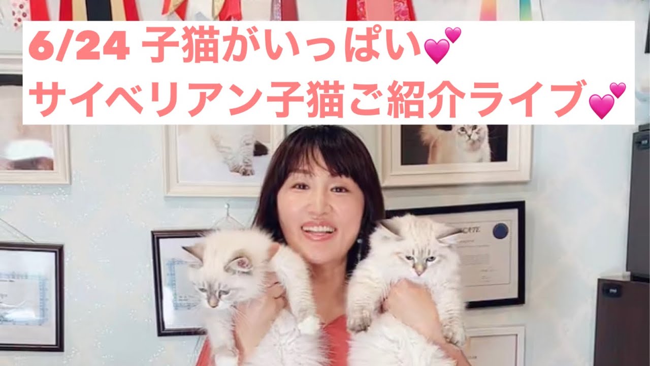 6/24 子猫がいっぱい💕サイベリアンの子猫ご紹介ライブ💕ご家族様募集中
