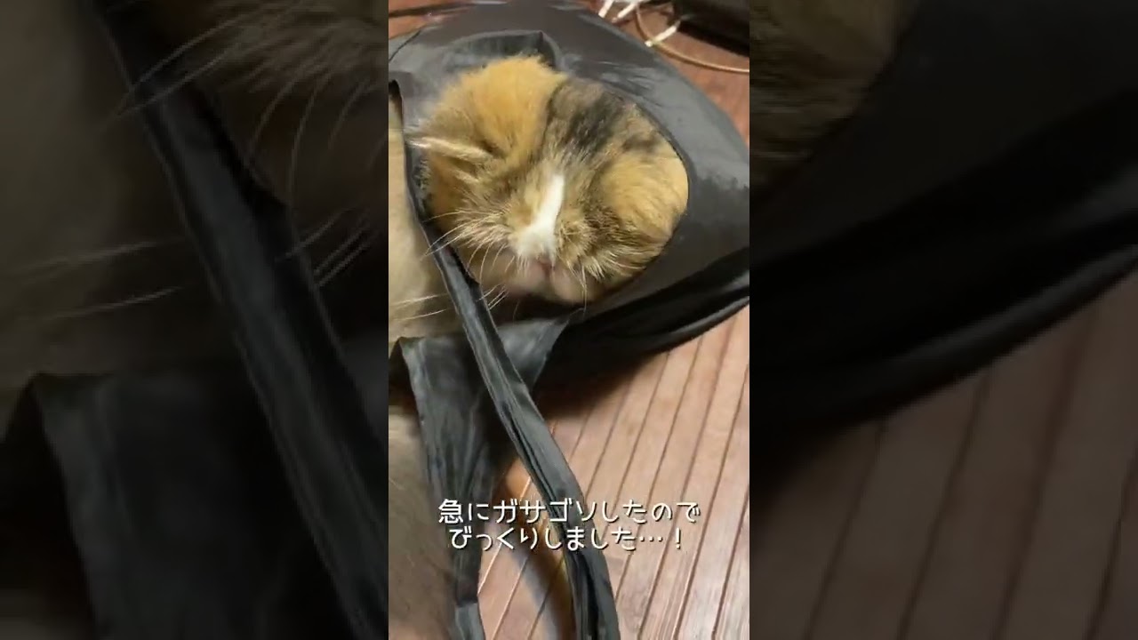 【ペルシャ猫】エコバッグをガサゴソする🫤 #shorts