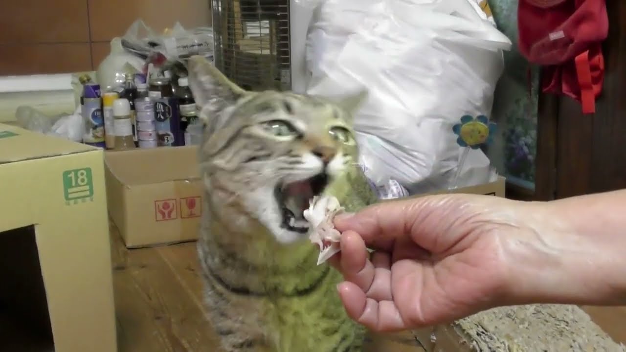 野性味ある食べ方のポン子　202405B2
