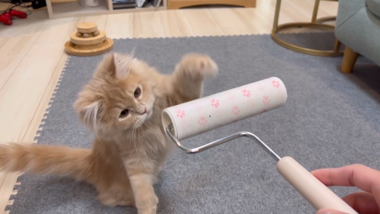 お迎えしたサイベリアンの子猫が怖いもの知らずすぎた