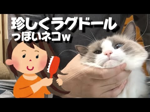 ブラッシングの最中だけはラグドールっぽい猫＆イスに対して異常な執着心を持っている猫ｗｗｗ【ナレーション動画】