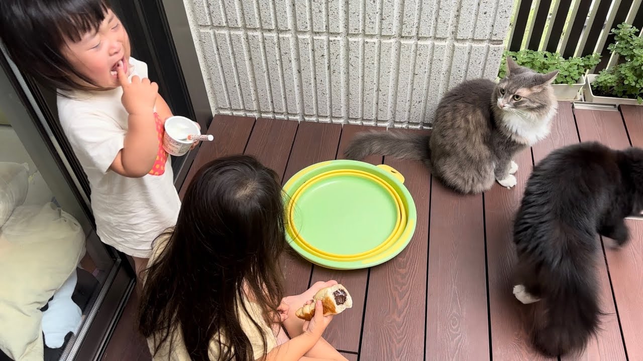 可愛く鳴きながら抱きつく猫　ノルウェージャンフォレストキャット　A cat meowing cutely and hugging you. Norwegian Forest Cat.