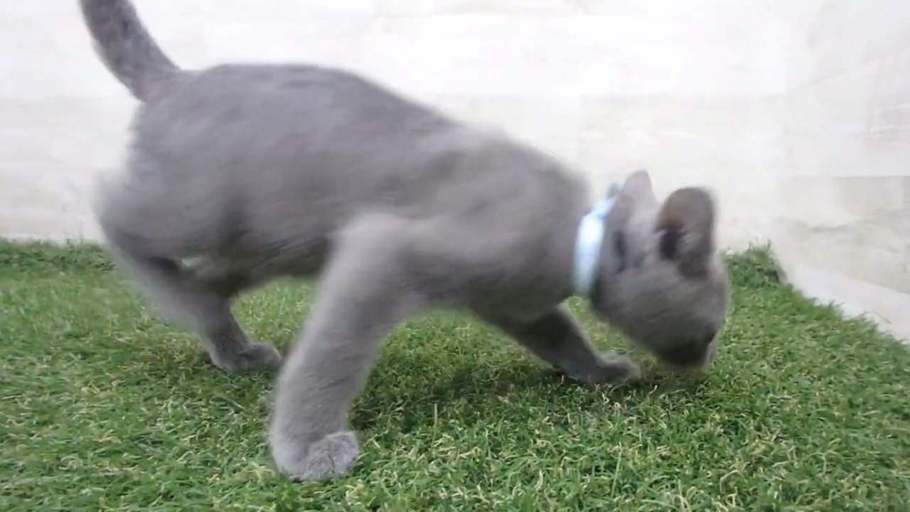 Coo&RIKU　No00680187 ロシアンブルー